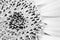 Sunflower close-up detailing the sunflower disk and the ray and tiny disk flowers or florets in BW black and white