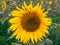 Sunflower close up, an experimental field of sunflowers in permafrost conditions