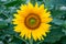 Sunflower close-up in the field, blooming helianthus on a background of green leaves. Beautiful nature, flower with yellow petals