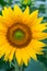 Sunflower close-up in the field, blooming helianthus on a background of green leaves. Floral wallpaper. Beautiful nature, single