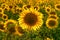 Sunflower close up on field. Endless field of blooming sunflowers Summertime landscape.