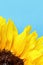 Sunflower close up on a light blue background