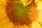 Sunflower close up macro round flower head texture seeds yellow bright