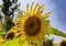 Sunflower close up of ray and disc florets and seeds