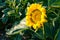 Sunflower close-up. Sunflower field. Plantation blooming sunflowers at sunset. Organic farming