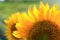 Sunflower close up. Sunflower petals pattern background. Frame composition of sunflower in crop backgrounds. Nature daisy yellow