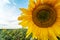 Sunflower close-up. Sunflowers field and blue sky background.