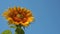 Sunflower close up swaying in the wind in a field on a summer day