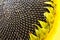Sunflower with close on a yellow background. ripe sunflower seeds