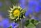 Sunflower with closed yellow petals