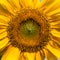 Sunflower closeup