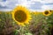 Sunflower Closeup Australia
