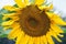 Sunflower Closeup Background