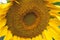 Sunflower Closeup Background