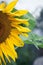 Sunflower Closeup Background