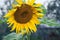 Sunflower Closeup Background