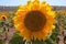 Sunflower closeup in the field