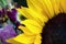 Sunflower closeup in the garden