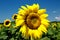 Sunflower closeup . Helianthus .