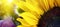 Sunflower closeup in landscape with sunshine