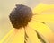 Sunflower closeup macrophotography side shot