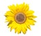 Sunflower-coins