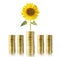 Sunflower and coins money growth