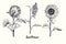 Sunflower collection, flower back, side and front view,  outline simple doodle drawing with inscription