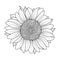 Sunflower for coloring book vector