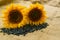 Sunflower colors with seeds on a light natural linen background. Bio and organic product concept.