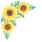 Sunflower composition. Watercolor botanical illustration. Isolated on a white background. For design