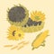 Sunflower and Corn vector greeting card on the bright background