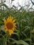 Sunflower in the cornfield