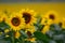 Sunflower crop in Australia