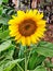 Sunflower crop at daytime in close-up with mature seeds