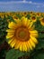 Sunflower Crop in West Texas