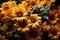 Sunflower dance tornado shaped formation, outdoor session images