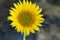 Sunflower on dark light background. Single yellow spring flower blossom front view. Floral nature background for inspirational.