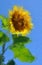 Sunflower decorative. Floral background