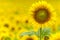 sunflower from defocus background