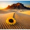 sunflower on the desert