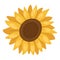 Sunflower desigh element for greeting cards,banners.