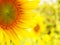 Sunflower detail abstract background