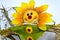 Sunflower doll