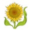 Sunflower drawing sketch. Yellow flower with green leaves. Hand drawn color vector. Oil production. Agriculture plant