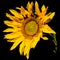 Sunflower with droplets on its golden petals