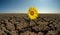 Sunflower on droughty desert