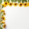 Sunflower Edges on White Simple Blooms