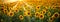 Sunflower Euphoria: Vast Fields Glowing Amidst the Evening Sun's Embrace