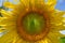 A sunflower explodes in yellow splendor.